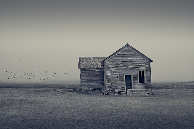 Abandoned School Fog Birds 2376 C