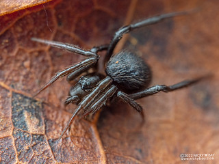 Comb-footed spider (Yaginumena sp.) - P5046528