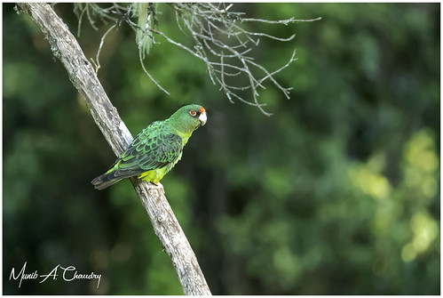 The Red-fronted Lifer! by Wild Pixel Safaris, The red-fronted parrot (Poicephalus gulielmi), also known as Jardine's parrot, is a medium-sized mai