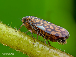 Leafhopper (Xestocephalus sp.) - P5076755