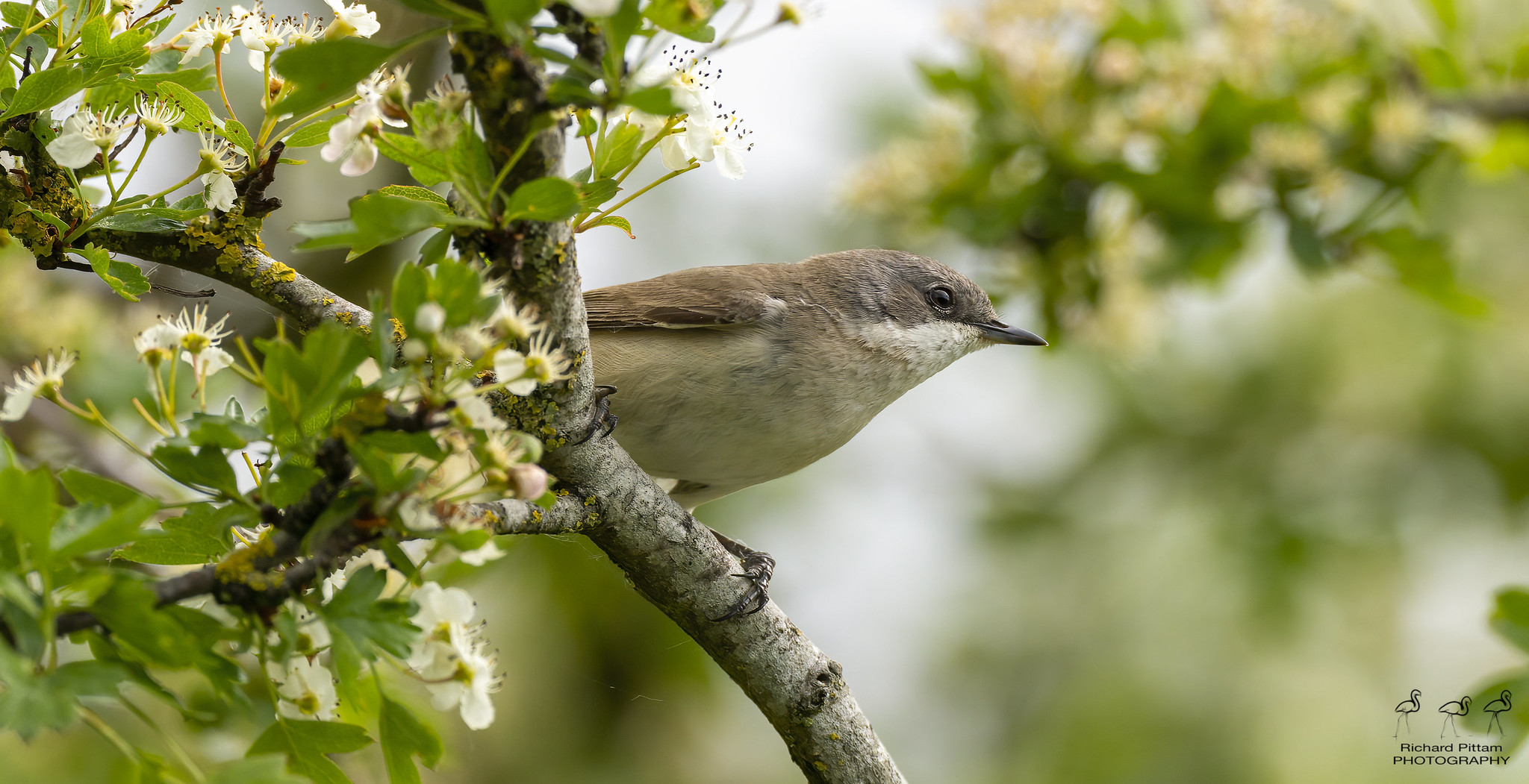 Common Whitethroat - what do you want?