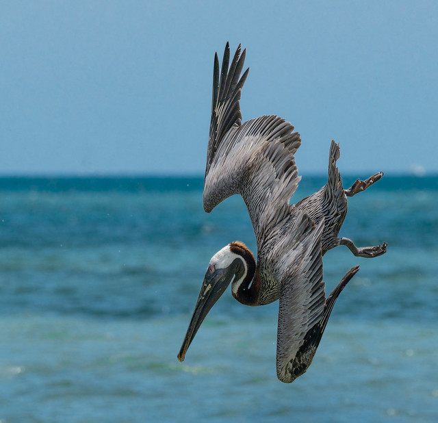 Brown Pelican, Miami, FL