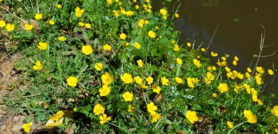 Buttercups along the Canal