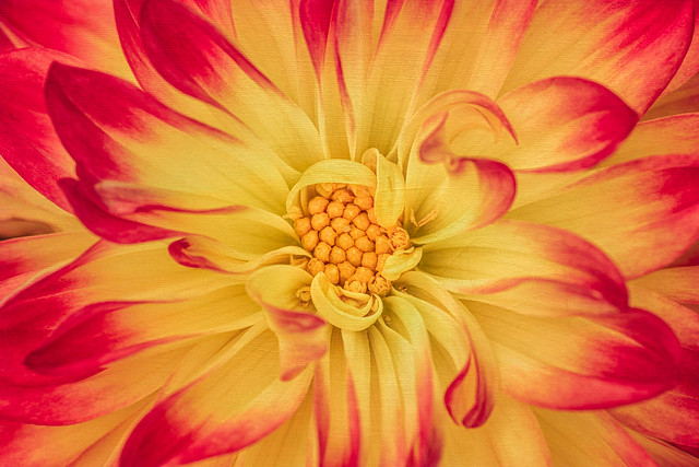 Yellow and Red Dahlia ❤️💛