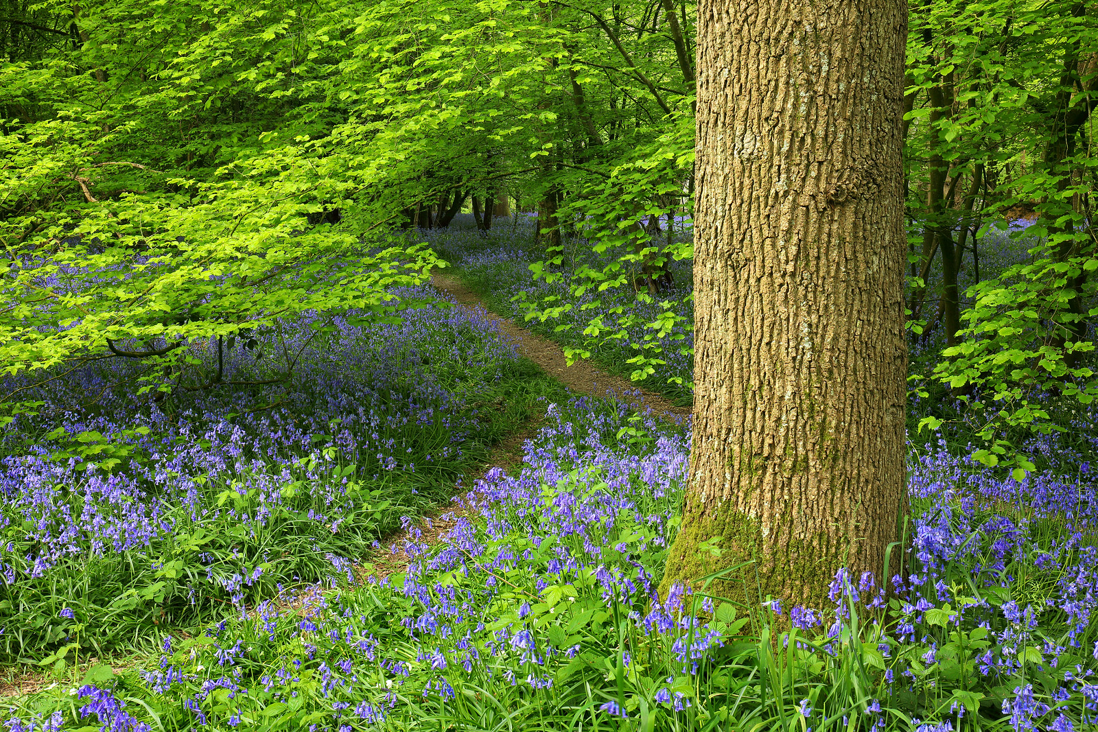 Bluebell Wood