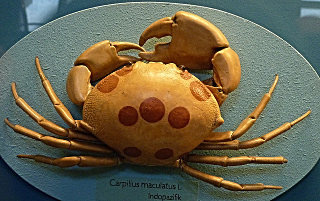 Carpilius maculatus 2 (15-9-21 Naturhistorisches Museum Wien)