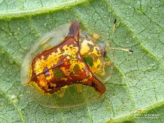 Golden tortoise beetle (Aspidimorpha cf. furcata) - P5076799