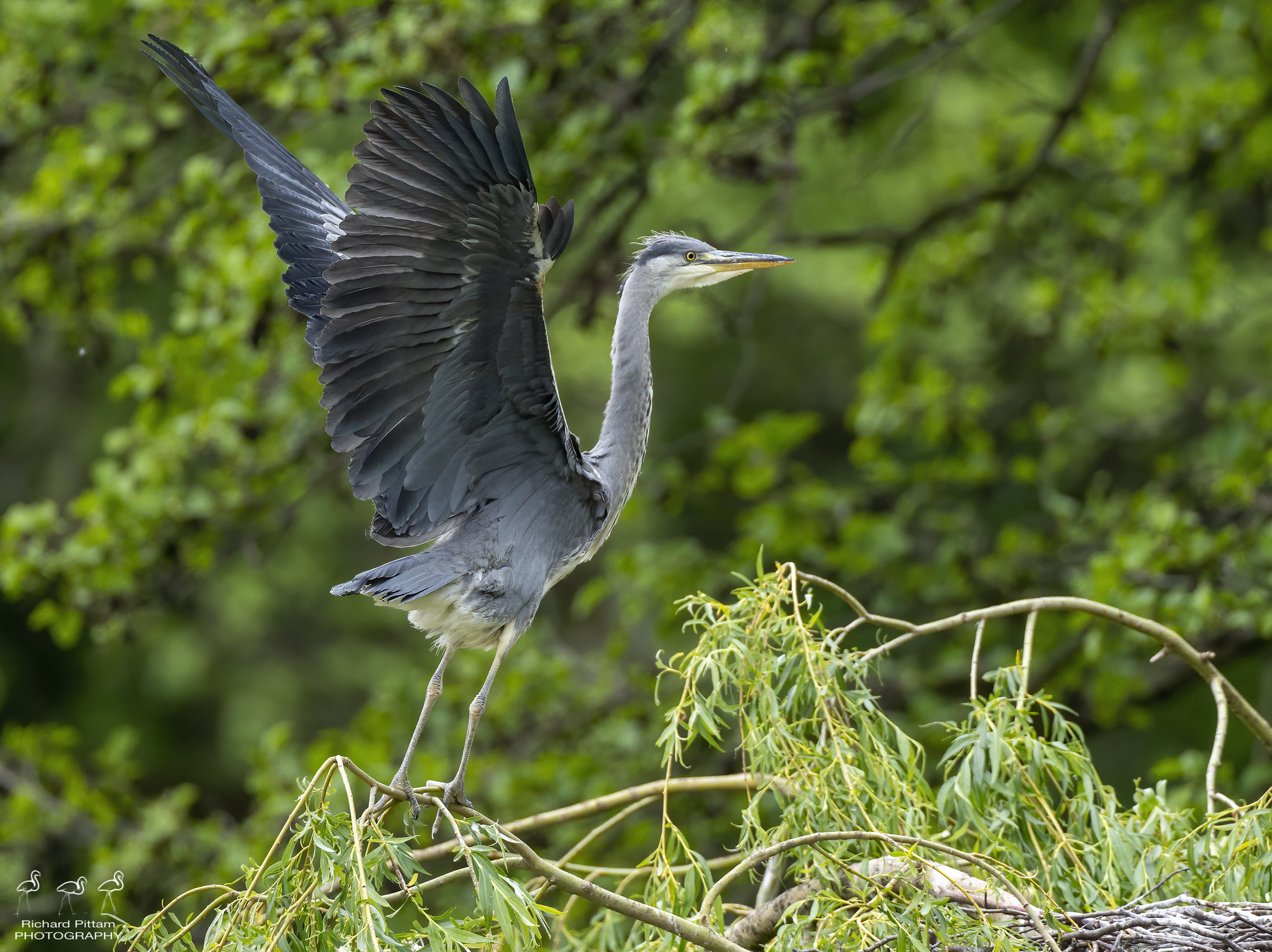 Grey Heron nest site - juvenile first flight....