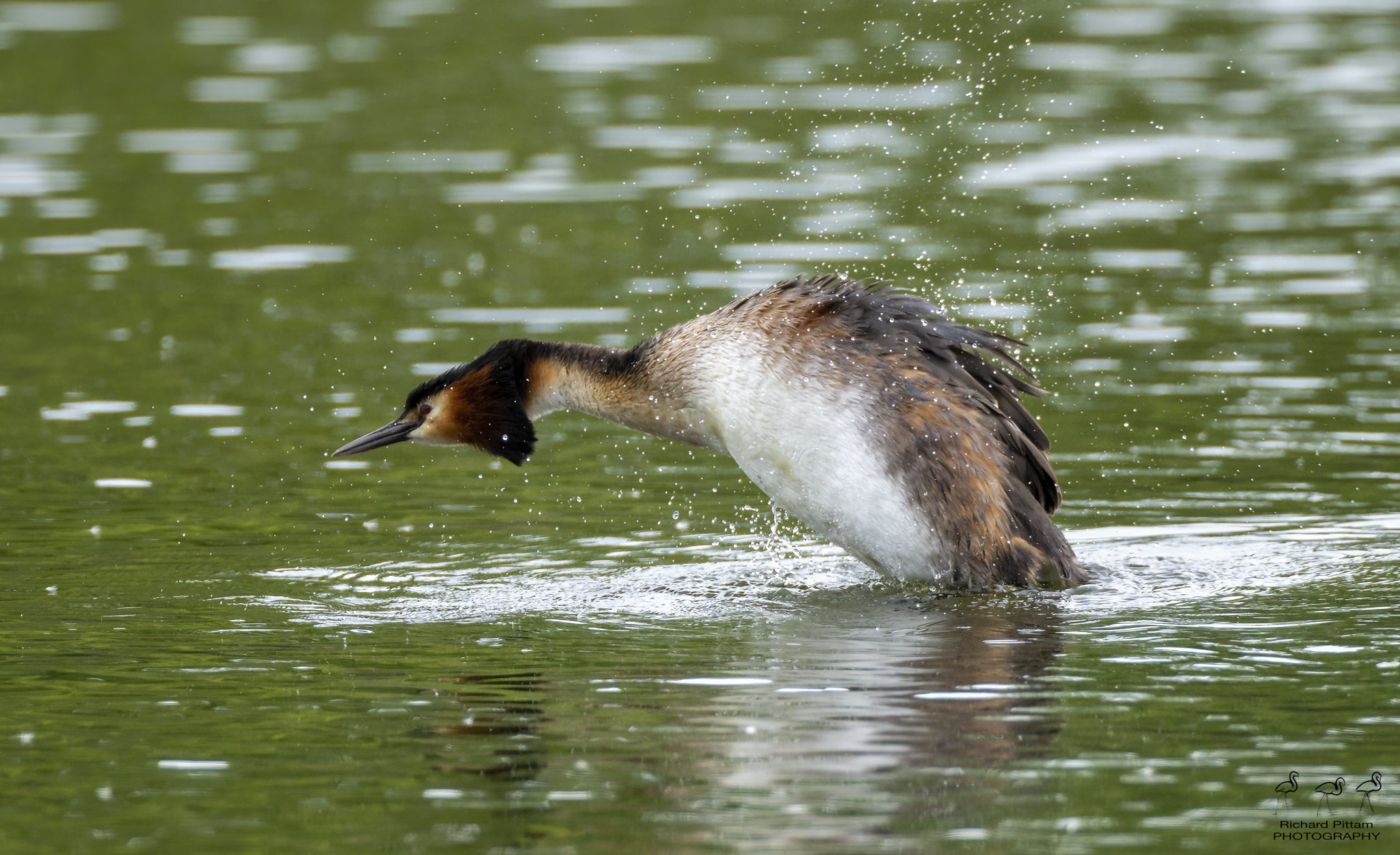 Great Crested Grebe shake-down