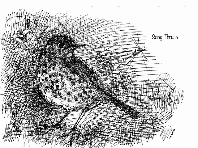 Ballpoint pen drawing by jmsw on thick sketch book card.   Thrush in the garden .