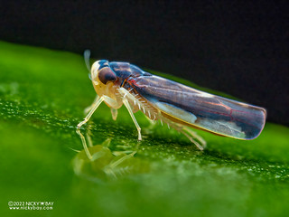 Leafhopper (Mileewa sp.) - P5076774