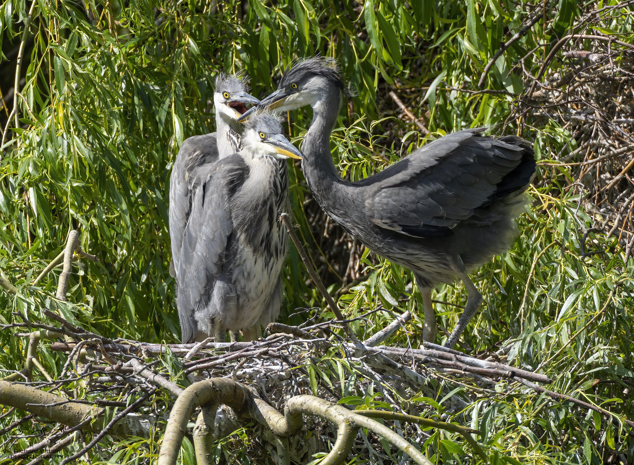 Grey Heron nest site - juveniles