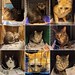 Some of the happy faces who will be getting fixed at tomorrow's spay clinic! We will be getting 14 cats fixed tomorrow if all goes well. For the first time in forever almost all the cats we're taking in are feral. Time was, Bushwick Street Cats was a TNR