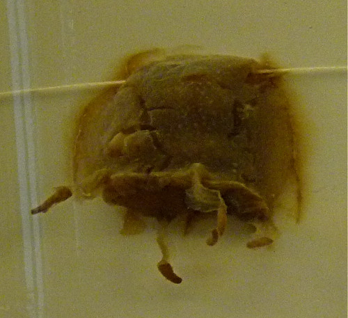 Carybdea marsupialis (10-9-21 Naturistorisches Museum Wien, leg in Nápoles, det as Charybdea)
