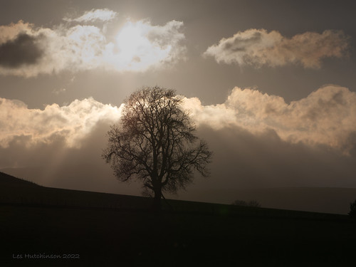 2022 04 23 - tree silhouette by LesHutchinson, Sunset silhouette
The setting sun created a wonderful silhouette.
P103-7902 Taken at: Breamish Val