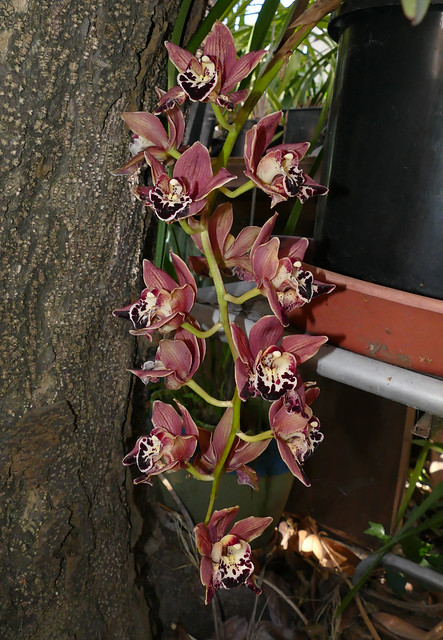 Cymbidium Leroy Naia peloric orchid hybrid