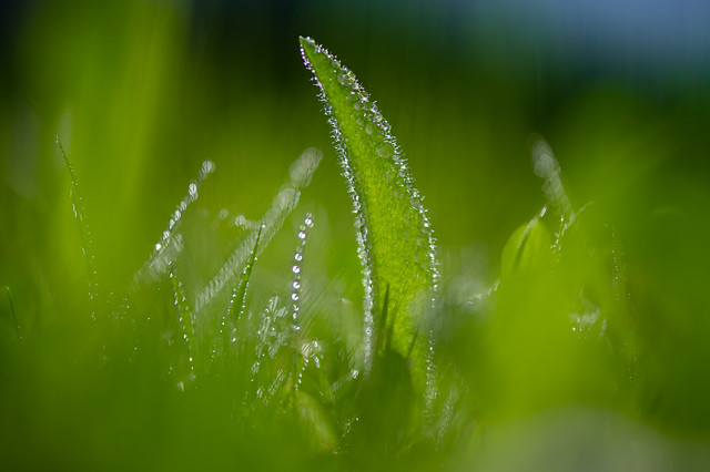 Dewdrops in the green - My entry for todays 