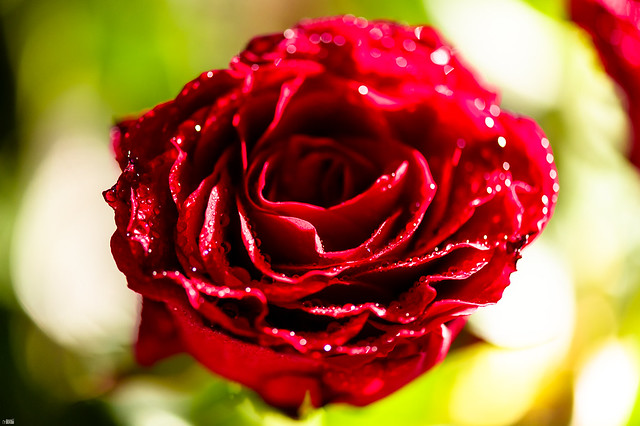 Shiny water drops make the red rose even more beautiful,