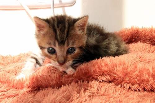 Patxi, gatito blanquipardo súper dulce nacido en Abril´22, en adopción. Valencia. ADOPTADO.  52071329437_b01619e3e5