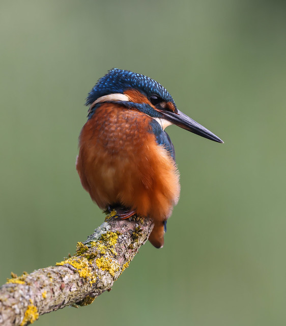 YOUNG MALE KINGFISHER