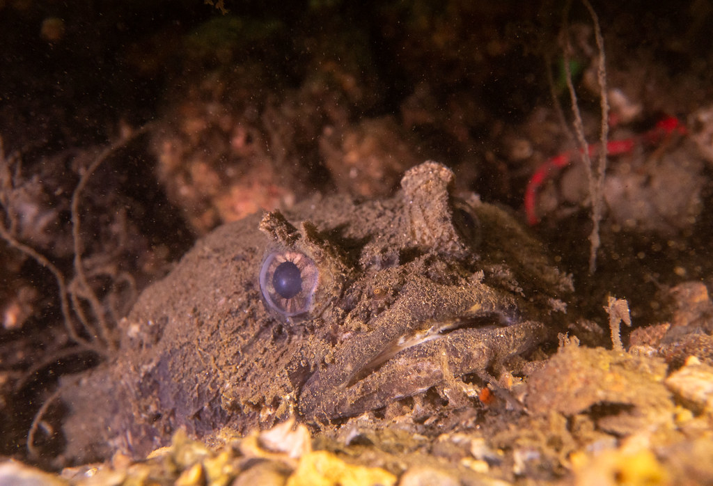 Eastern frogfish among the fishing debris #marineexplorer