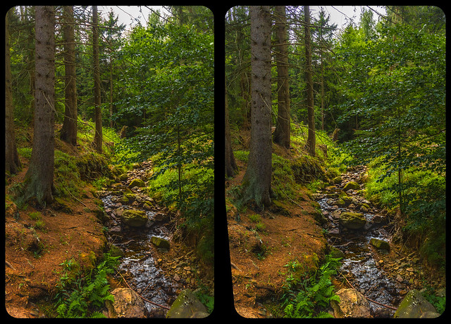 Creek in the woods 3-D / CrossView / Stereoscopy