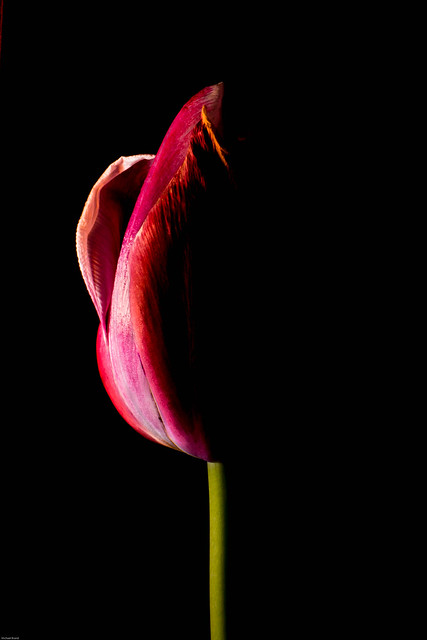 Tulip III