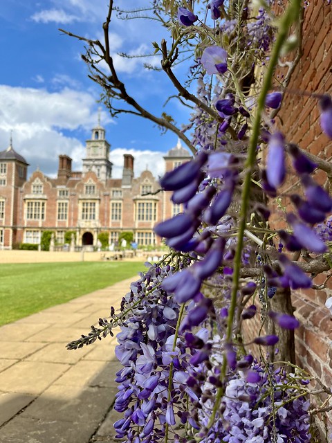 Wisteria Hysteria - Blickling Hall, Norfolk