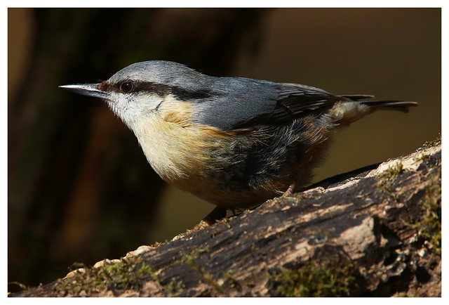 Nuthatch at Denny Wood, New Forest
