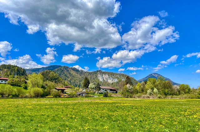 Meadow in spring with flowers and mountains between Kiefersfelden and Oberaudorf in Bavaria, Germany