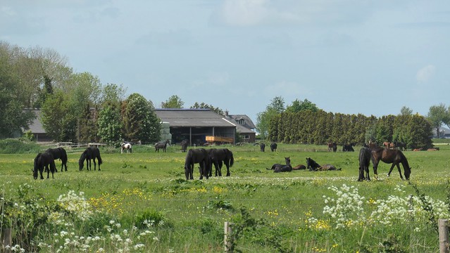 Frisian horses in the meadow, Friesland