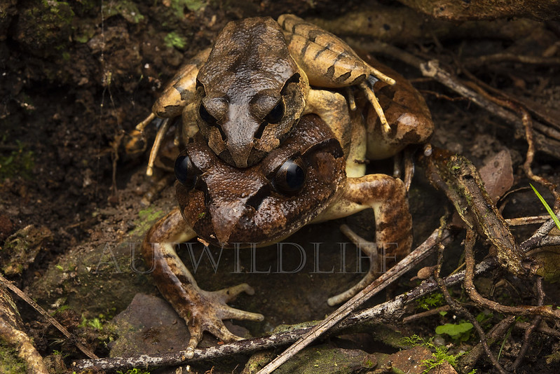 Southern Barred Frog