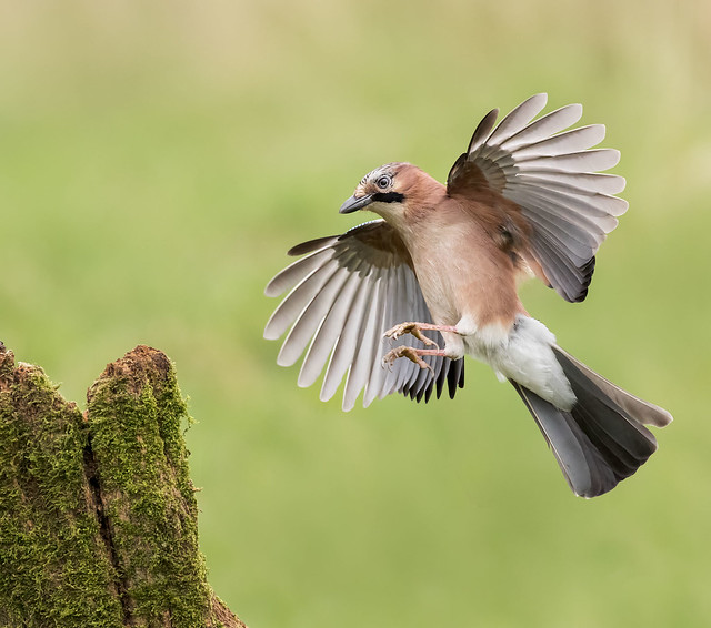 Jay - incoming! Another from South Wales
