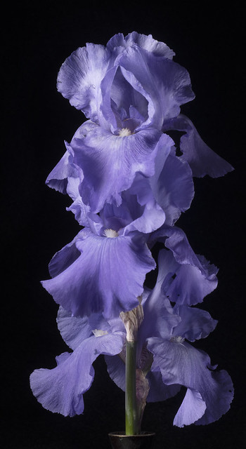 Purple Iris1969A