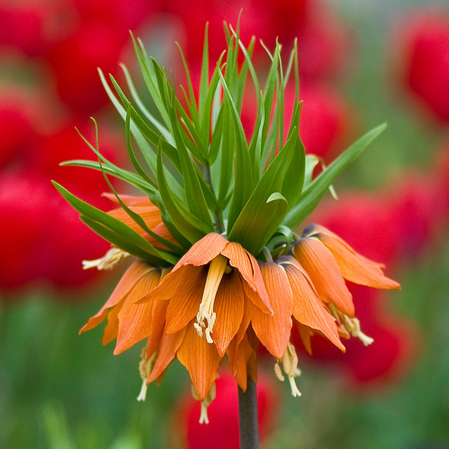 Fritillaria imperialis With Red Tulip Bokeh
