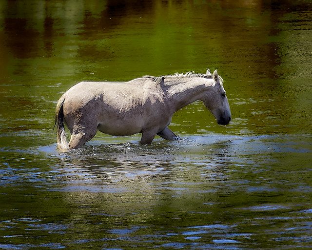 Equine Reflections