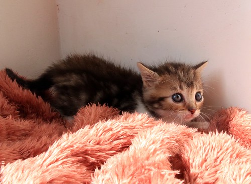 Patxi, gatito blanquipardo súper dulce nacido en Abril´22, en adopción. Valencia. ADOPTADO.  52072380418_8d41b83cc8