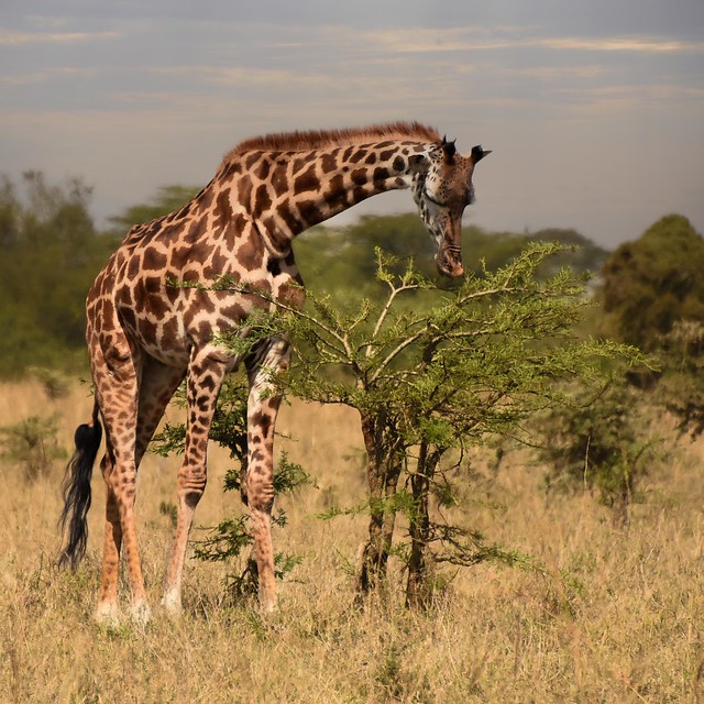 Young Giraffe, Kenya
