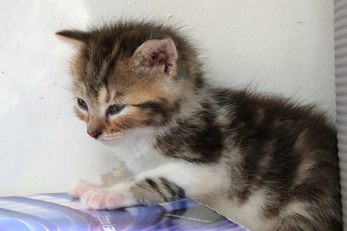 Patxi, gatito blanquipardo súper dulce nacido en Abril´22, en adopción. Valencia. ADOPTADO.  52072604449_1f702c5f8f