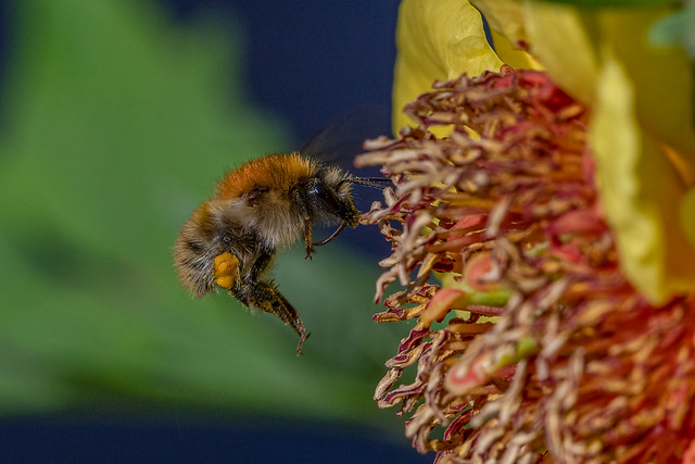 Common carder bee (Bombus pascuorum) before landing on Paeonia