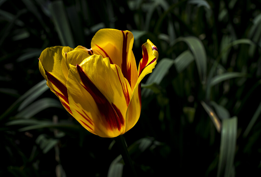 Back-Lit Tulip