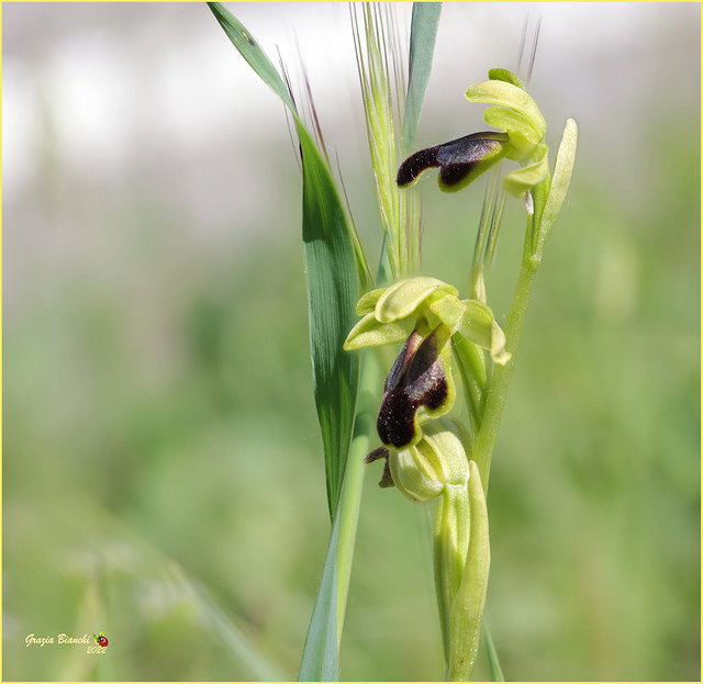 Orchidea spontanea - Ophrys fusca funerea - Zona Chianti fiorentino