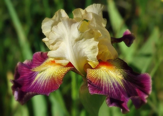 Mon iris préféré !