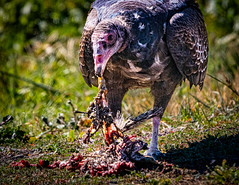 Coyote Hills, East Bay Regional Parks, Turkey Vulture Feeding on Kill. No. 3