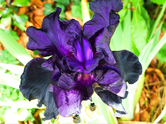 05.13.22. Iris Noir