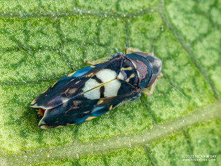 Leafhopper (Mukariini) - P3060248