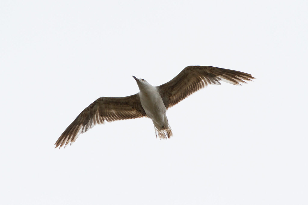 Yellow-legged Gull (michahellis) - 1st summer - May - Greece