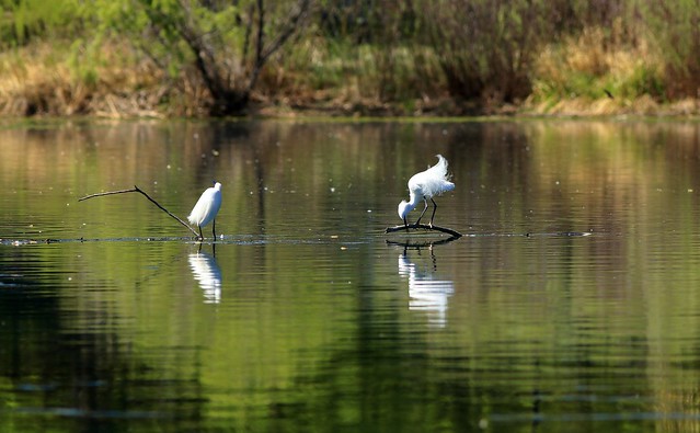 Snowy Egret pair
