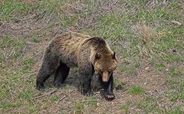 Grizzly Mother