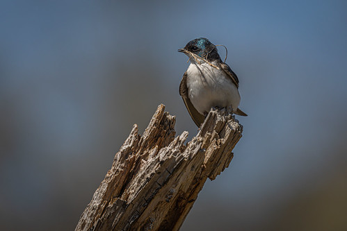 Nesting tree swallow | by DoctoredbyNancy